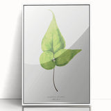 Detailed Realism Art Print - Adiantum Wilsoni Fern Botanical Illustration