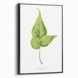 Detailed Realism Art Print - Adiantum Wilsoni Fern Botanical Illustration