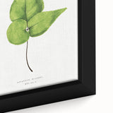 Detailed Realism Art Print - Adiantum Wilsoni Fern Botanical Illustration