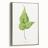 Detailed Realism Art Print - Adiantum Wilsoni Fern Botanical Illustration