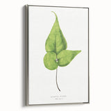 Detailed Realism Art Print - Adiantum Wilsoni Fern Botanical Illustration