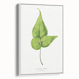 Detailed Realism Art Print - Adiantum Wilsoni Fern Botanical Illustration