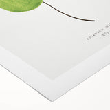 Detailed Realism Art Print - Adiantum Wilsoni Fern Botanical Illustration