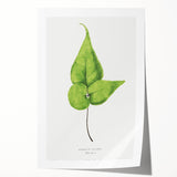 Detailed Realism Art Print - Adiantum Wilsoni Fern Botanical Illustration