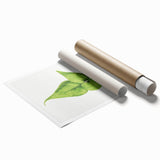 Detailed Realism Art Print - Adiantum Wilsoni Fern Botanical Illustration