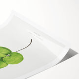 Detailed Realism Art Print - Adiantum Wilsoni Fern Botanical Illustration