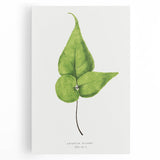 Detailed Realism Art Print - Adiantum Wilsoni Fern Botanical Illustration