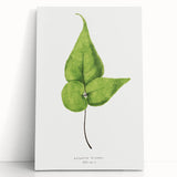 Detailed Realism Art Print - Adiantum Wilsoni Fern Botanical Illustration