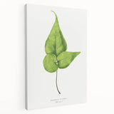 Detailed Realism Art Print - Adiantum Wilsoni Fern Botanical Illustration