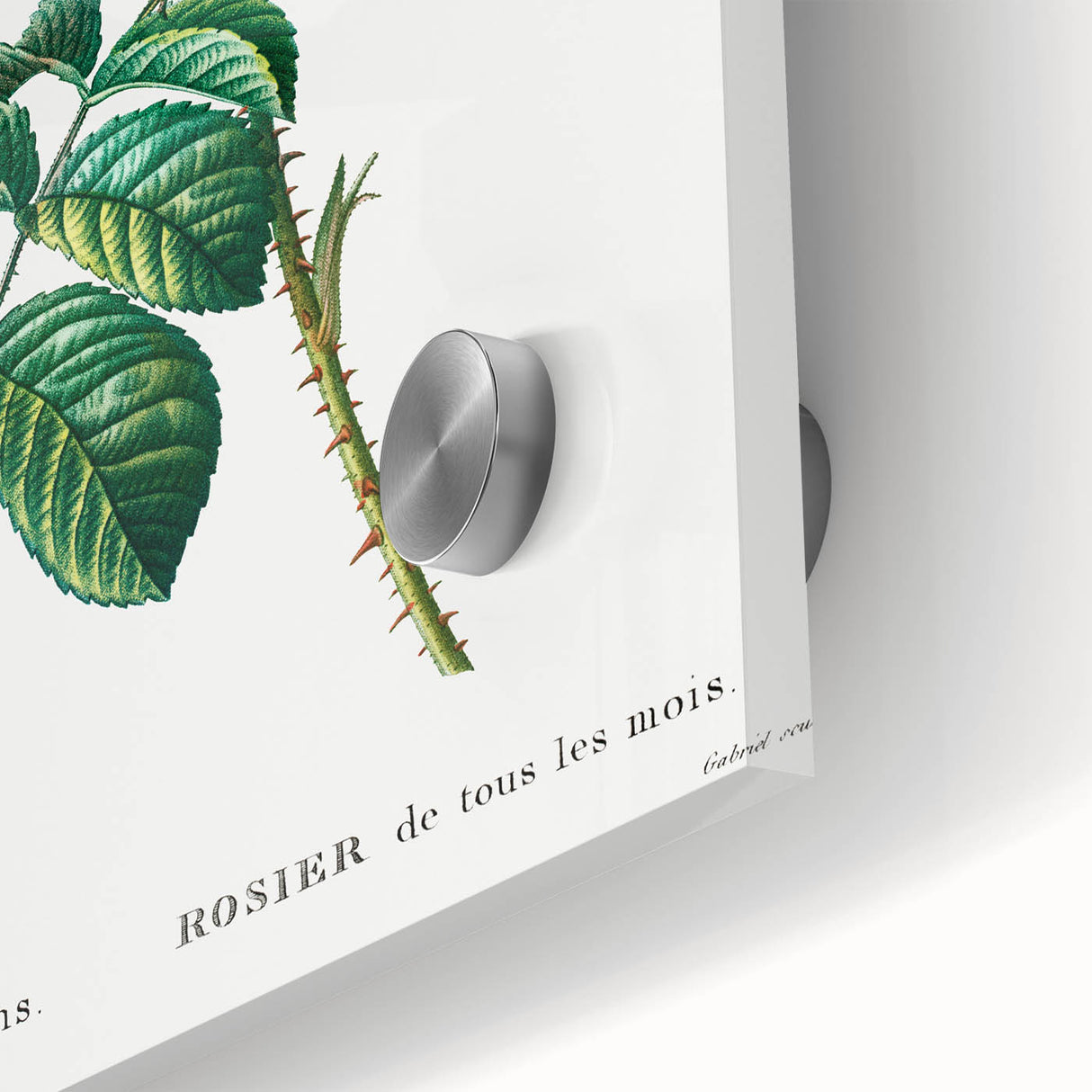 Neoclassical Art Print: Ever-blowing Rose by Redouté - Botanical Wall Art