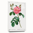 Neoclassical Art Print: Ever-blowing Rose by Redouté - Botanical Wall Art