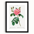 Neoclassical Art Print: Ever-blowing Rose by Redouté - Botanical Wall Art