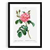Neoclassical Art Print: Ever-blowing Rose by Redouté - Botanical Wall Art