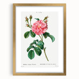 Neoclassical Art Print: Ever-blowing Rose by Redouté - Botanical Wall Art