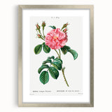 Neoclassical Art Print: Ever-blowing Rose by Redouté - Botanical Wall Art