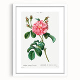Neoclassical Art Print: Ever-blowing Rose by Redouté - Botanical Wall Art