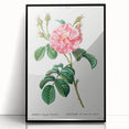 Neoclassical Art Print: Ever-blowing Rose by Redouté - Botanical Wall Art