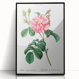 Neoclassical Art Print: Ever-blowing Rose by Redouté - Botanical Wall Art
