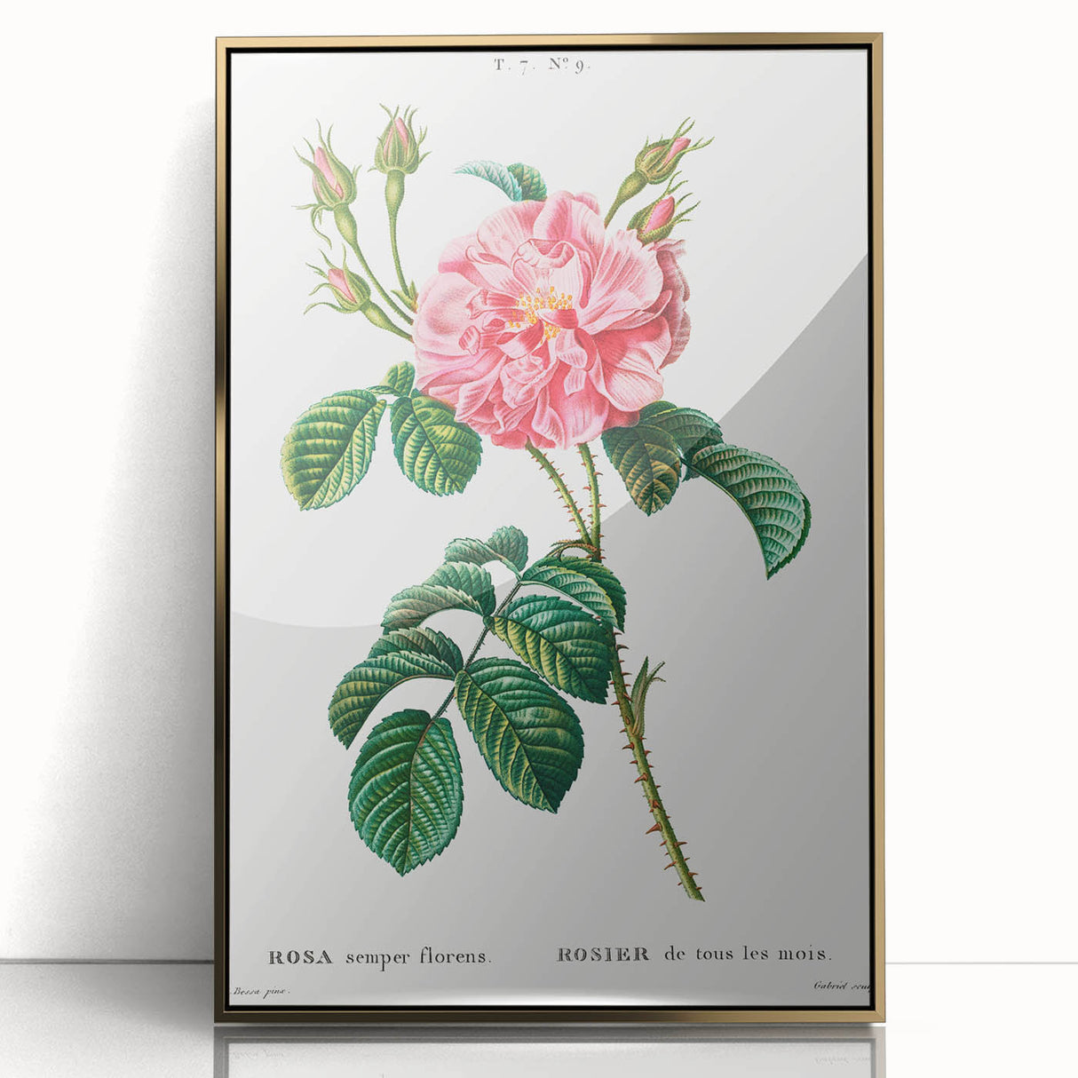 Neoclassical Art Print: Ever-blowing Rose by Redouté - Botanical Wall Art