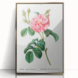 Neoclassical Art Print: Ever-blowing Rose by Redouté - Botanical Wall Art