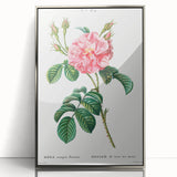 Neoclassical Art Print: Ever-blowing Rose by Redouté - Botanical Wall Art
