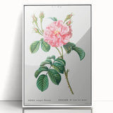 Neoclassical Art Print: Ever-blowing Rose by Redouté - Botanical Wall Art