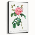 Neoclassical Art Print: Ever-blowing Rose by Redouté - Botanical Wall Art
