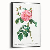 Neoclassical Art Print: Ever-blowing Rose by Redouté - Botanical Wall Art