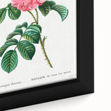 Neoclassical Art Print: Ever-blowing Rose by Redouté - Botanical Wall Art