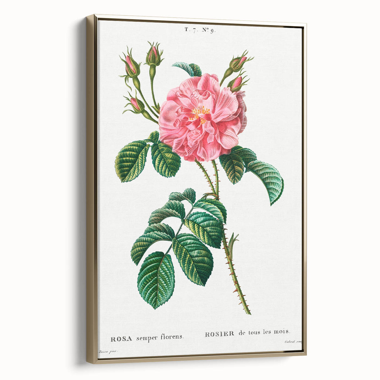 Neoclassical Art Print: Ever-blowing Rose by Redouté - Botanical Wall Art