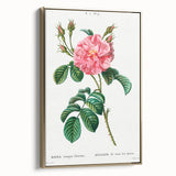 Neoclassical Art Print: Ever-blowing Rose by Redouté - Botanical Wall Art