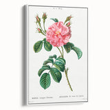 Neoclassical Art Print: Ever-blowing Rose by Redouté - Botanical Wall Art