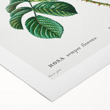 Neoclassical Art Print: Ever-blowing Rose by Redouté - Botanical Wall Art