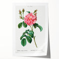 Neoclassical Art Print: Ever-blowing Rose by Redouté - Botanical Wall Art
