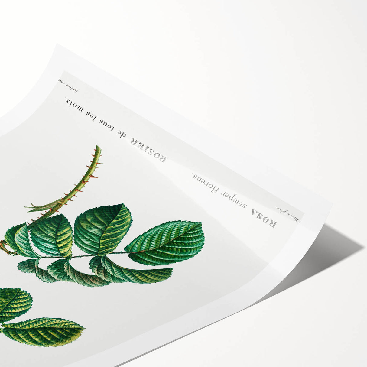 Neoclassical Art Print: Ever-blowing Rose by Redouté - Botanical Wall Art