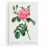 Neoclassical Art Print: Ever-blowing Rose by Redouté - Botanical Wall Art