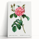 Neoclassical Art Print: Ever-blowing Rose by Redouté - Botanical Wall Art