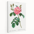 Neoclassical Art Print: Ever-blowing Rose by Redouté - Botanical Wall Art