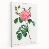 Neoclassical Art Print: Ever-blowing Rose by Redouté - Botanical Wall Art