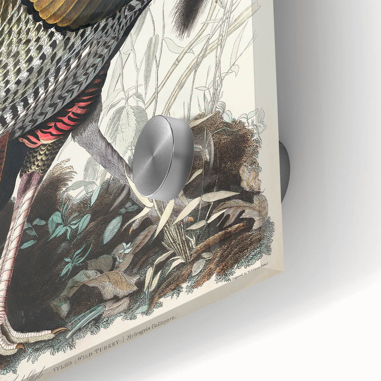 Detailed Wild Turkey Realism Art Print - Classical Realism Canvas Decor