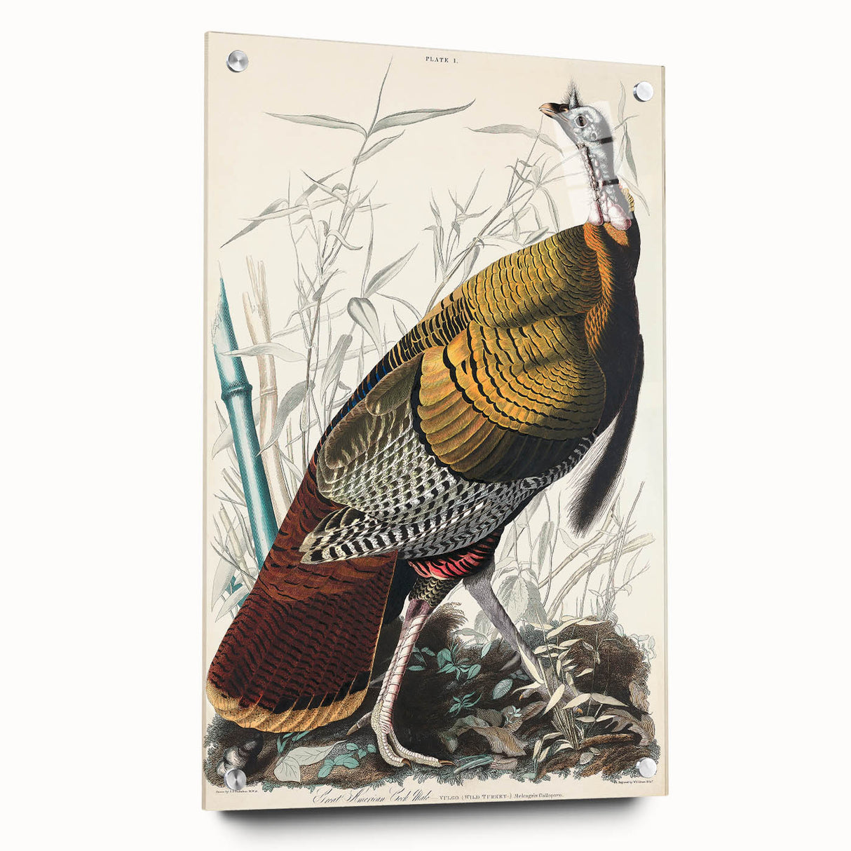 Detailed Wild Turkey Realism Art Print - Classical Realism Canvas Decor