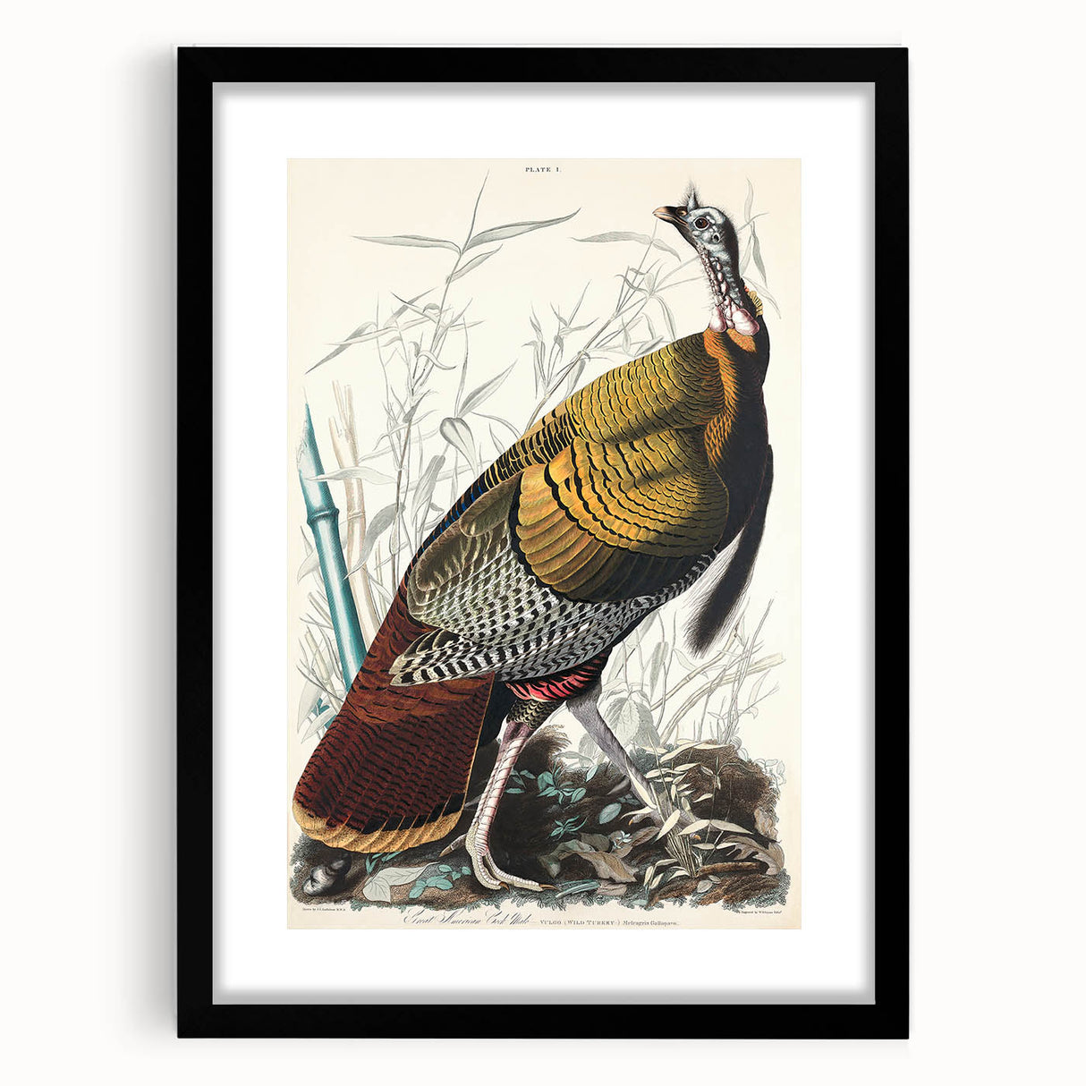 Detailed Wild Turkey Realism Art Print - Classical Realism Canvas Decor