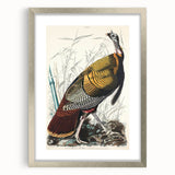 Detailed Wild Turkey Realism Art Print - Classical Realism Canvas Decor