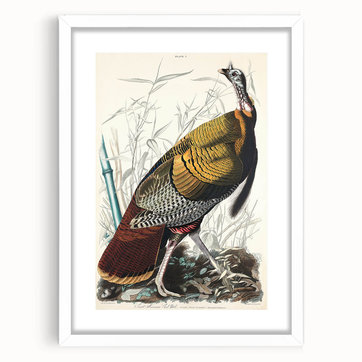 Detailed Wild Turkey Realism Art Print - Classical Realism Canvas Decor
