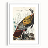 Detailed Wild Turkey Realism Art Print - Classical Realism Canvas Decor