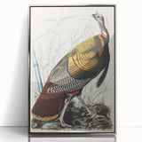 Detailed Wild Turkey Realism Art Print - Classical Realism Canvas Decor