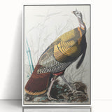 Detailed Wild Turkey Realism Art Print - Classical Realism Canvas Decor