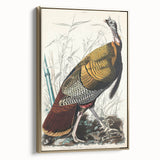 Detailed Wild Turkey Realism Art Print - Classical Realism Canvas Decor