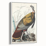 Detailed Wild Turkey Realism Art Print - Classical Realism Canvas Decor