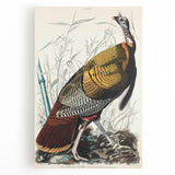 Detailed Wild Turkey Realism Art Print - Classical Realism Canvas Decor